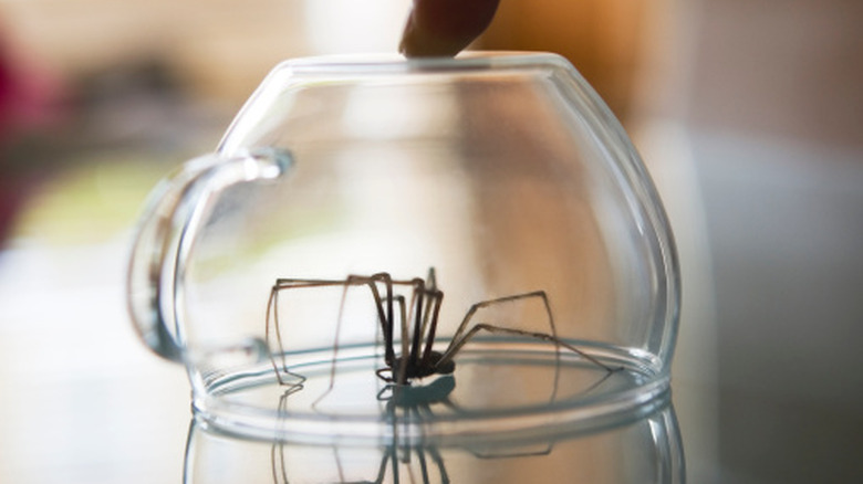 A brown spider is trapped inside of an upside down glass teacup, with someone's finder holding it down.