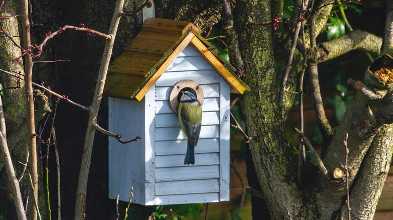 A blue tit bird looking inside a bird box
