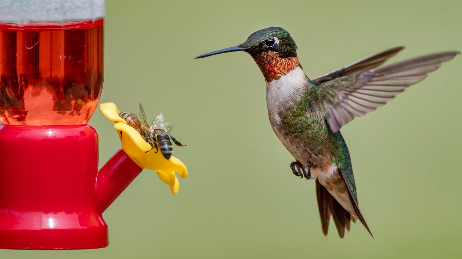 Safely Keep Pests Away From Hummingbird Feeders With This Essential Oil