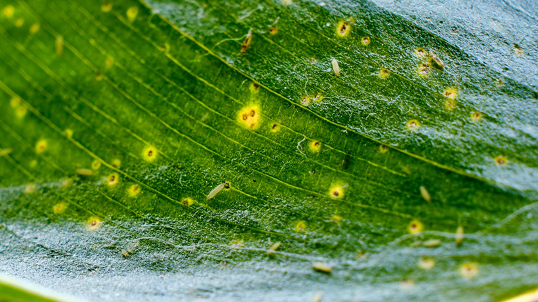 Thrips on the leaves of a houseplant
