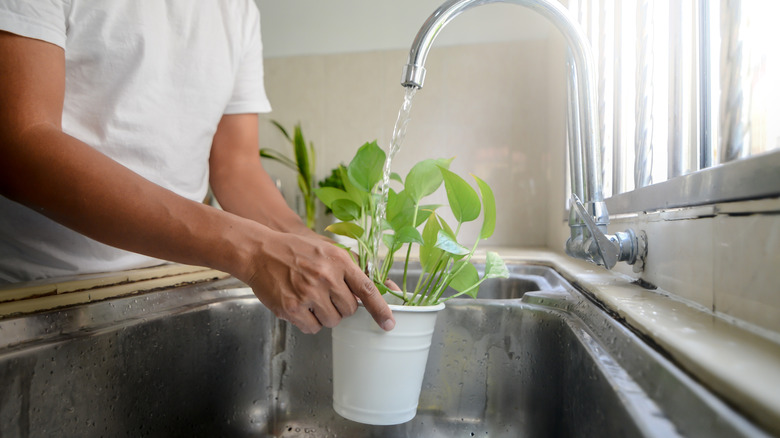 A man washing a pot plant in the sink