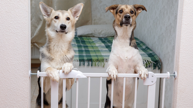 Two mixed breed dogs stand at a safety gate in the doorway of a guest room