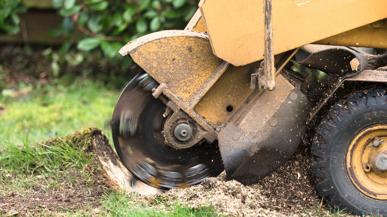 Close up of a stump grinder in action