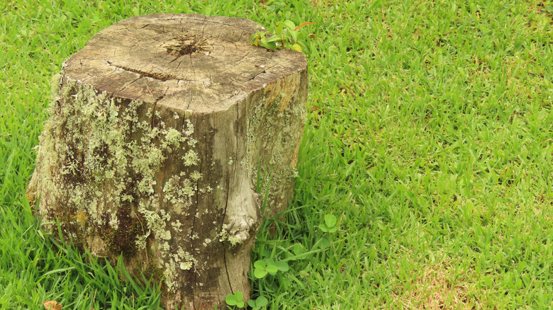 An old tree stump in a lawn