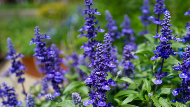 close up salvia bloom