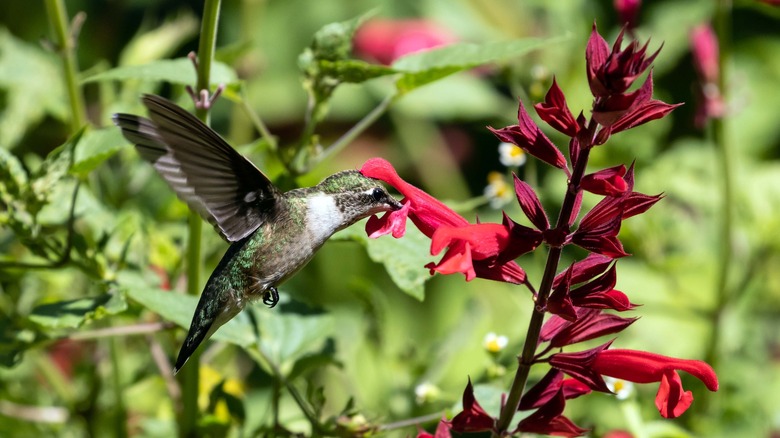 hummingbird on salvia