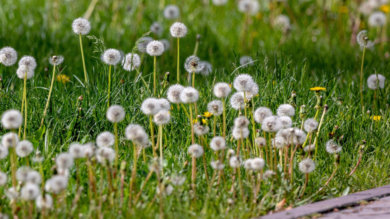 A field of dandelion seed heads