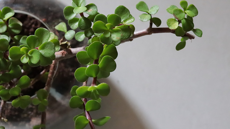 Closeup shot of a jade plant
