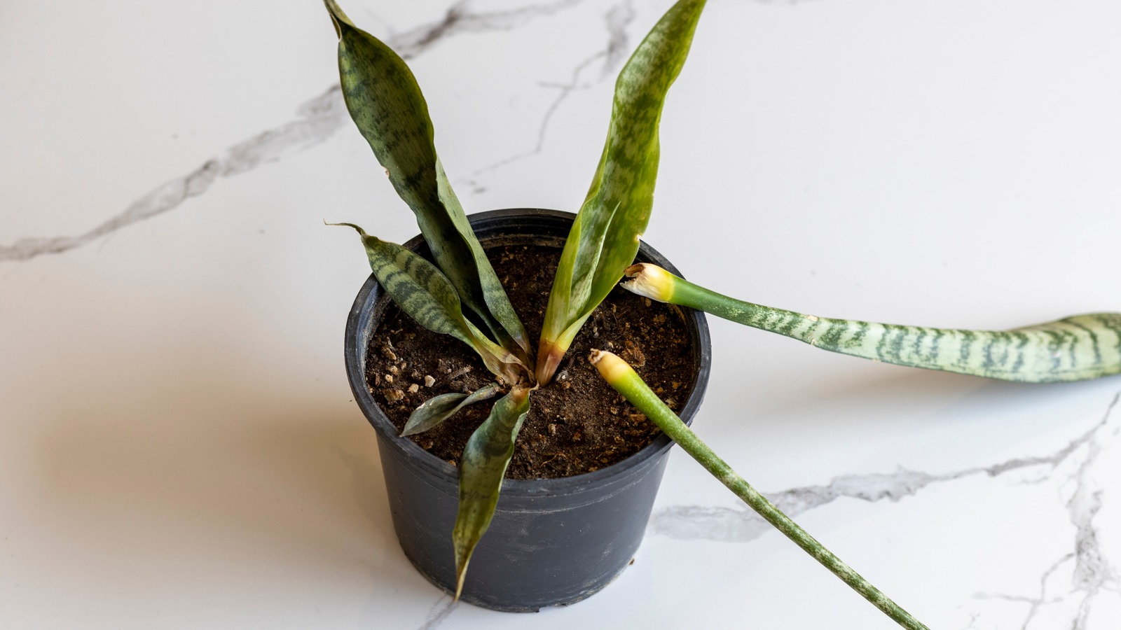 Root Insect Snake Save An Overwatered Snake Plant From Root Rot With An Easy Hydrogen ...