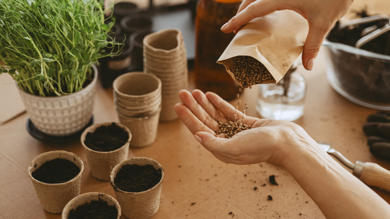 A person pouring a paper bag of seeds into their hand in front of four pots filled with soil