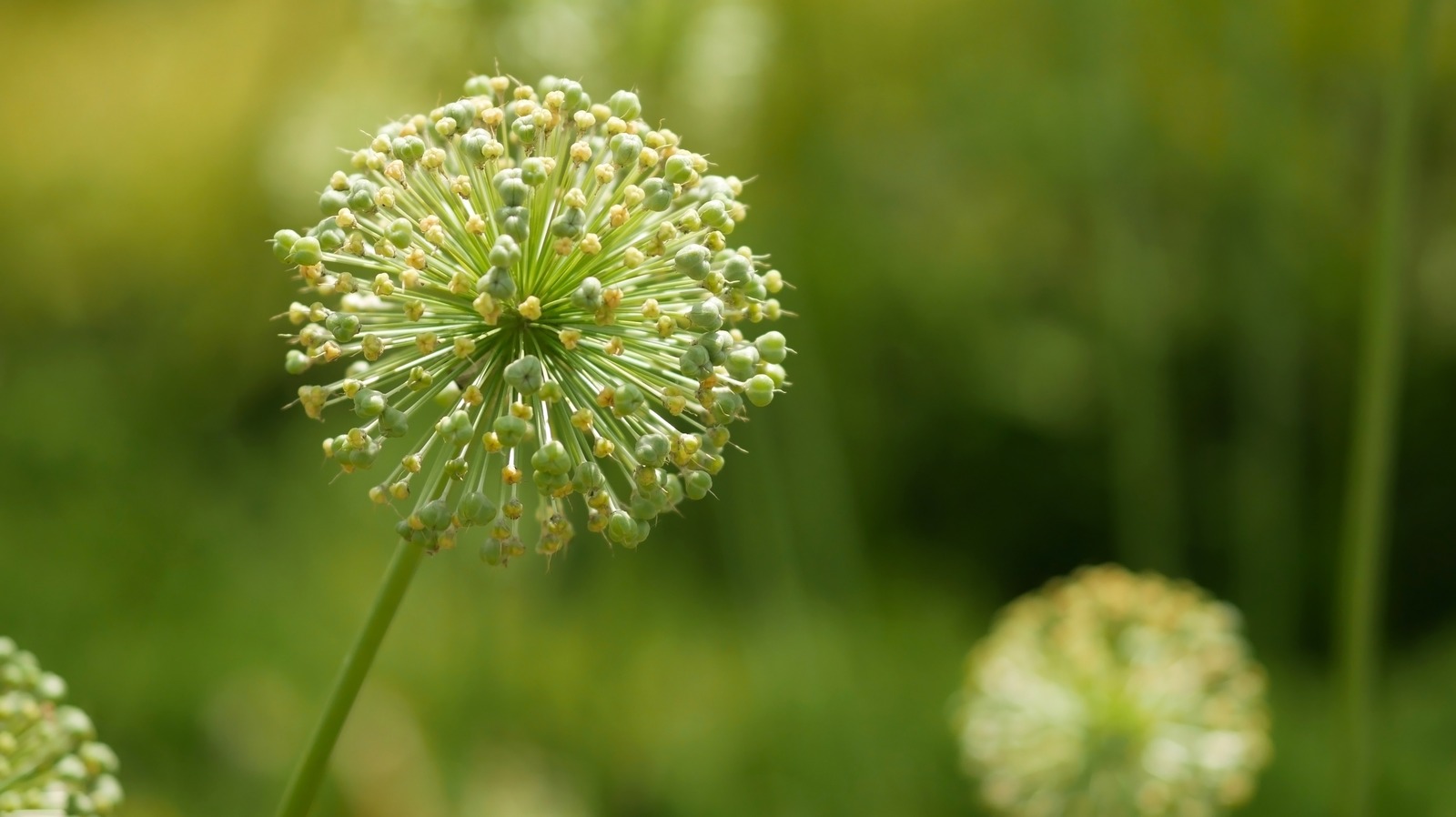 Save Money On Expensive Alliums By Collecting Their Seeds. Here's How