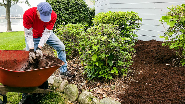 a single mature man spreads bark from a wheelbarrow on his landscape beds