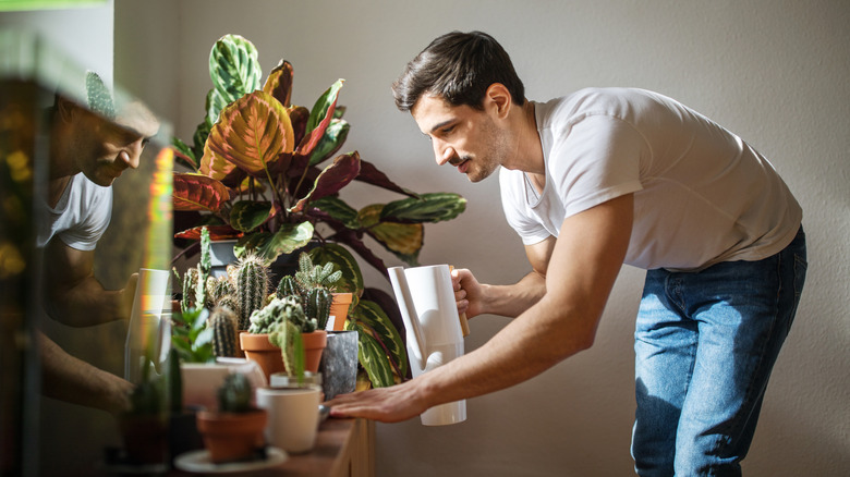 young man bending to water different potted plants