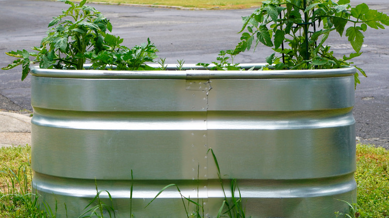 steel bin filled with plants