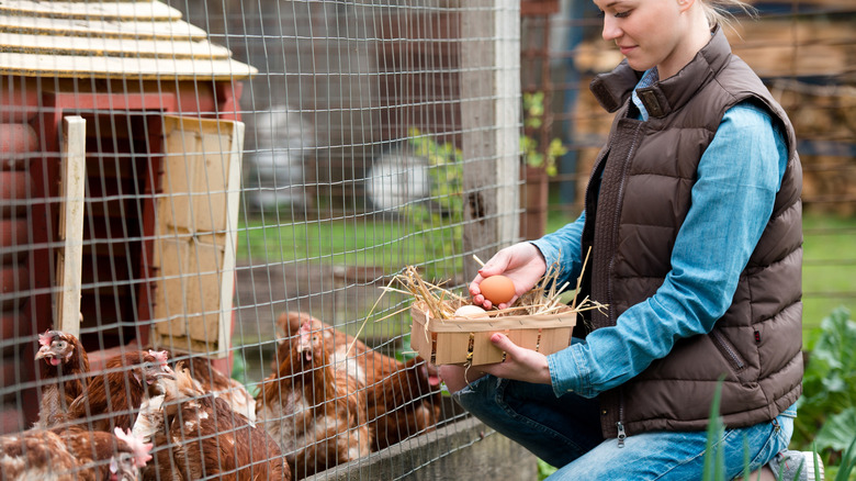 Woman collecting eggs in a basket from backyard chickens