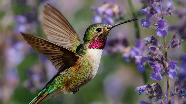 A hummingbird flies near some purple flowers in a garden.