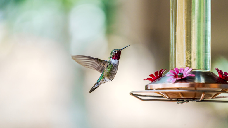 A red-throated hummingbird flies near a feeder with stations designed to look like red flowers.