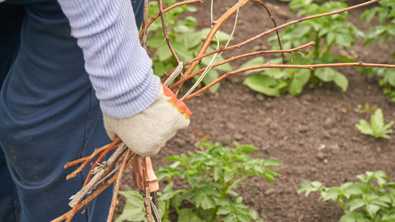 A person walking in a vegetable gardens holds a bundle of twigs in their gloved hand.
