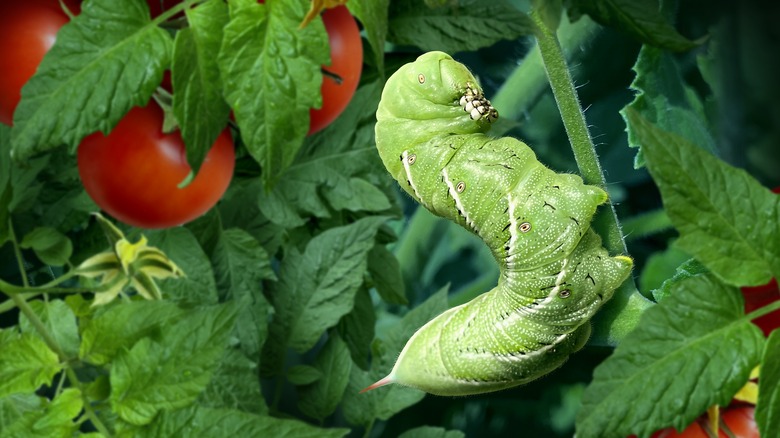 A chunky tomato hornworm perches on a tomato plant.