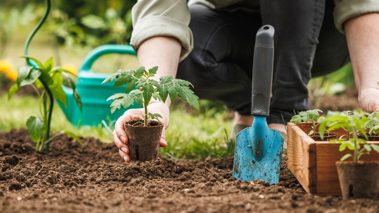 A gardener plants a small tomato plant in the ground.