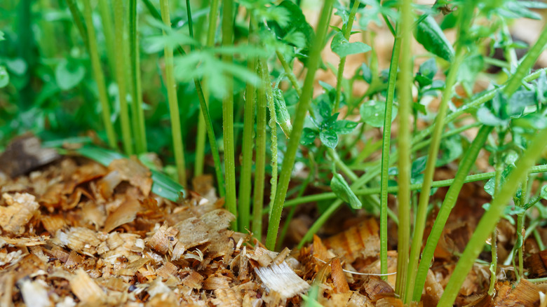 Wood shavings around garden plants