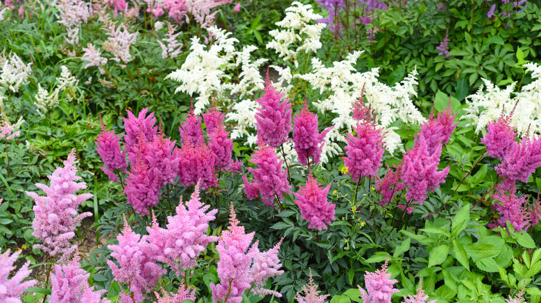 Purple, white, and lavender astilbe flowers growing from green stalks.