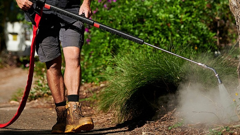 A person using a commercial weed steamer