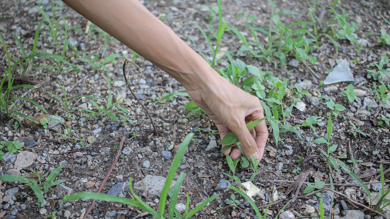 A person's hand pulling weeds from a gravel driveway