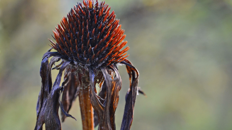 coneflower withered from disease