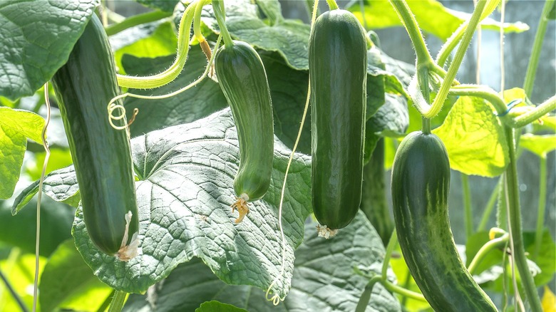 Growing cucumbers slightly curled