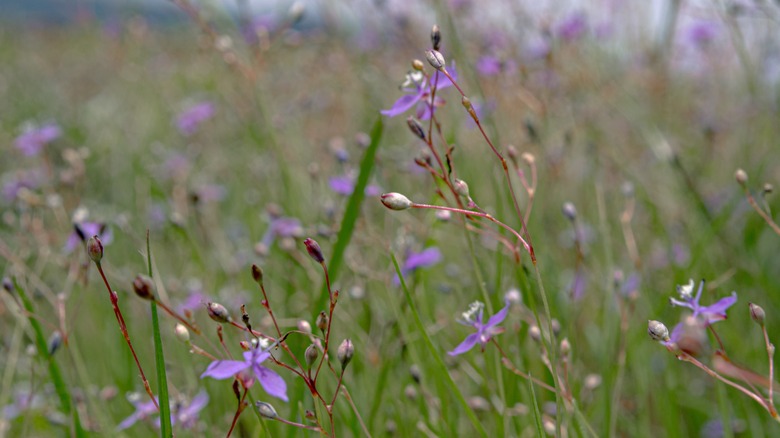 Doveweed plant