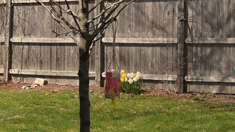 DIY butterfly feeder hanging on a tree branch