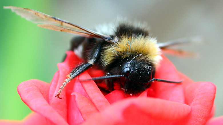 exhausted bee rests on flower