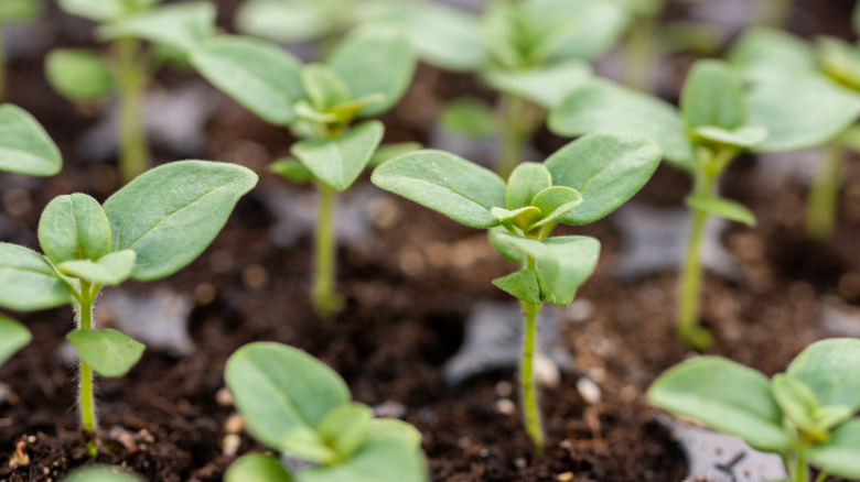 close-up of planted snapdragon seedlings