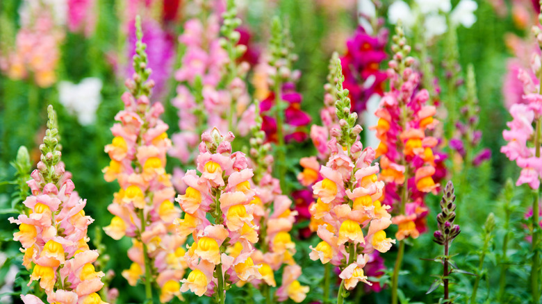 vibrantly-colored snapdragons in a garden