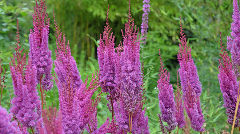 Tall purple astilbe flowers