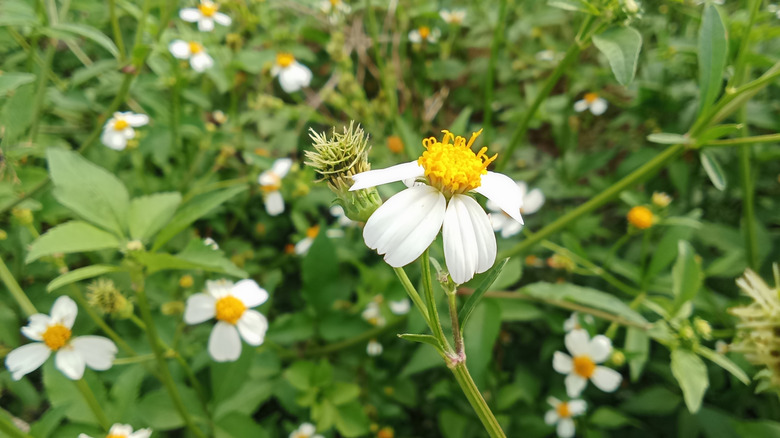 A field of Bidens alba flowers with white petals
