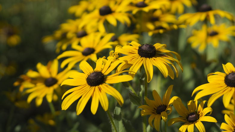 Black-eyed susans blooming in a field