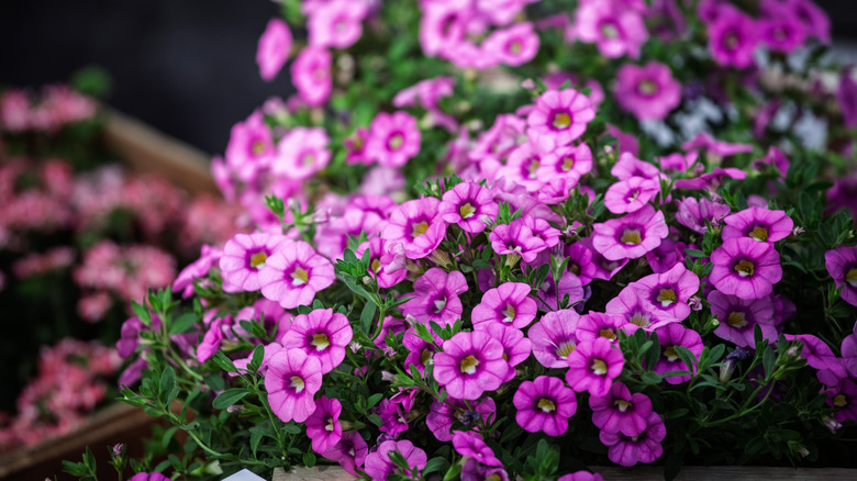 Pink Million Bells calibrachoa flowers