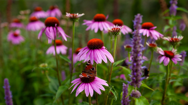 Purple coneflowers, with a butterfly on one