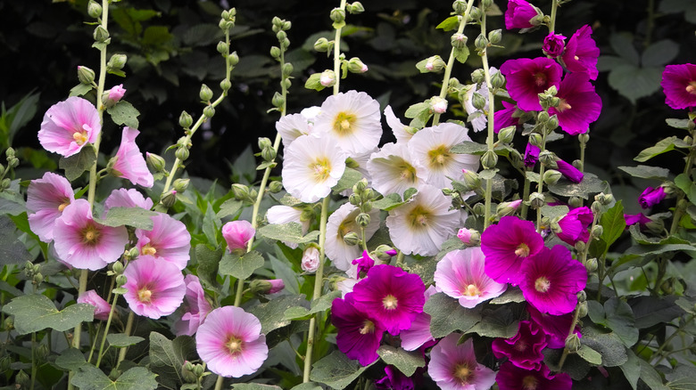 Pink and white hollyhocks blooming
