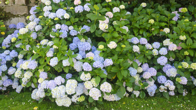 Hydrangea plant with blue to white flowers