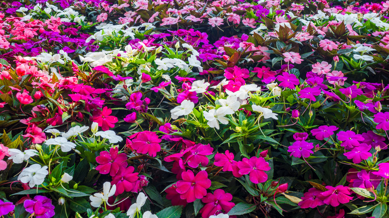 Pink and white impatiens flowers in a bed