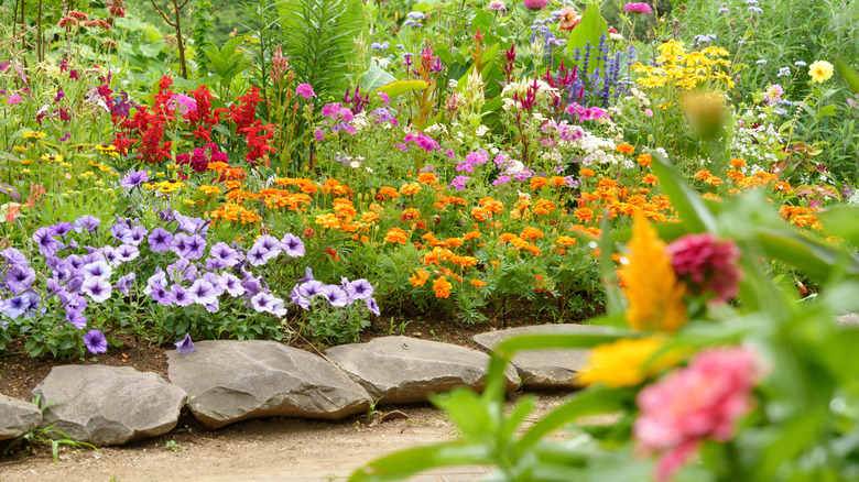 Various flowers in a garden