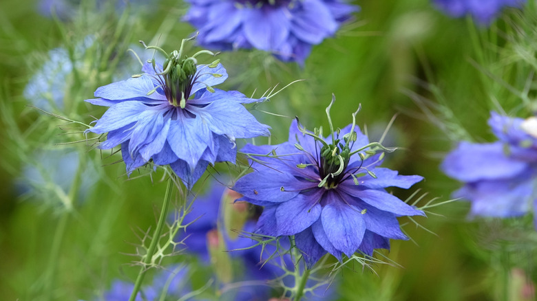 Blue love-in-a-mist flowers