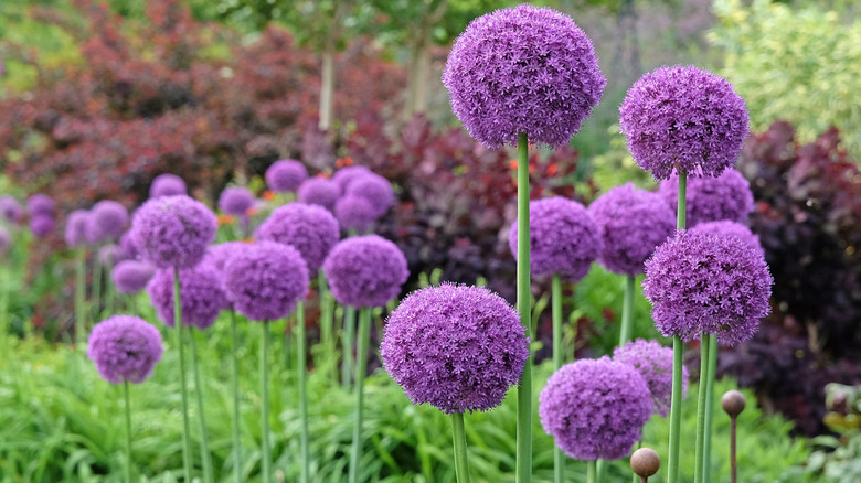 Ornamental onions with purple flowers