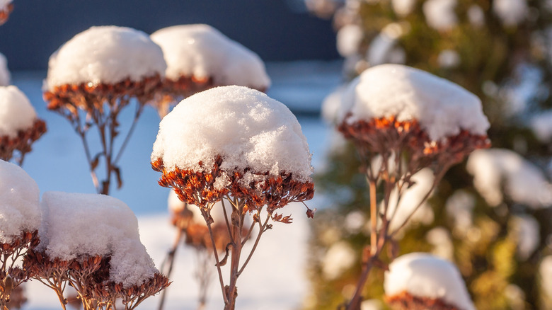 Snow-covered sedum flowers