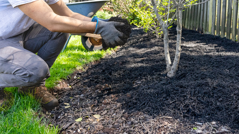 A person mulching around the base of a tree