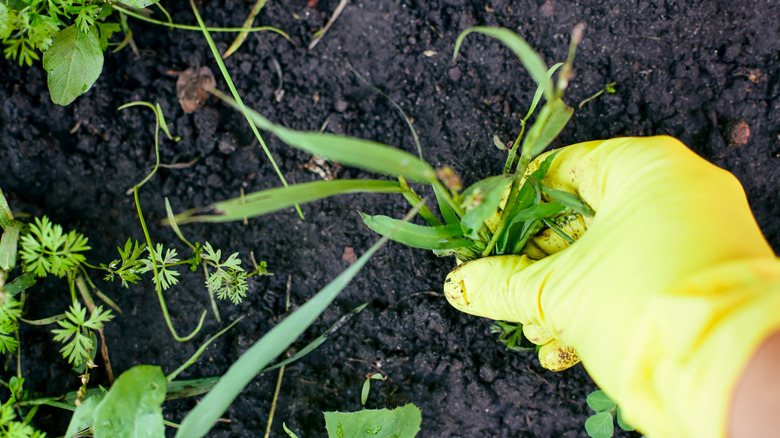 A person pulling weeds in a garden bed
