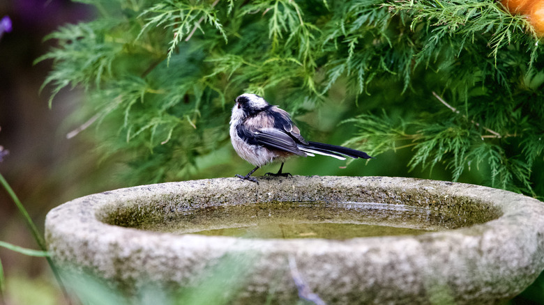 A bird sitting on a traditional pedestal-style bird bath.